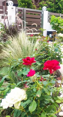 a garden with red and white flowers and a bench at Villa Marina, apartment Hara, Rodos in Ixia