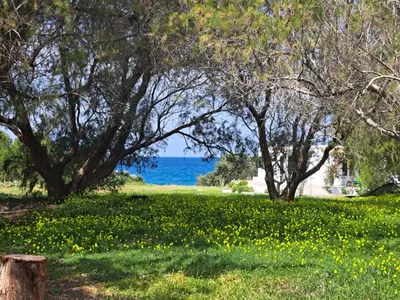 a field of flowers with trees and the ocean at Lovely independent room in Ecovilla on the beach in Apolakkiá
