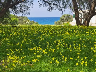 a field of yellow flowers in front of the ocean at Lovely independent room in Ecovilla on the beach in Apolakkiá