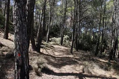 a wooded area with trees and a dirt trail at Rustic House Smaro in Émbonas