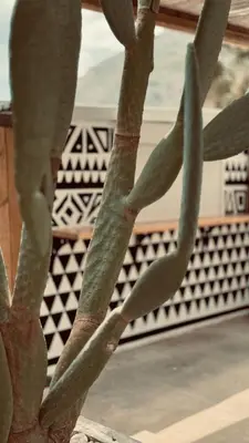 a close up of a cactus in front of a building at LA Casa Di Lusso N7 -Adults Only in Kolimbia
