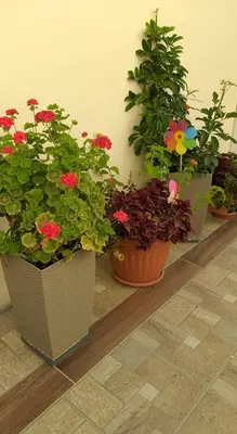 four potted plants sitting on a shelf in a room at Niochori apartments 1 in Rhodes Town