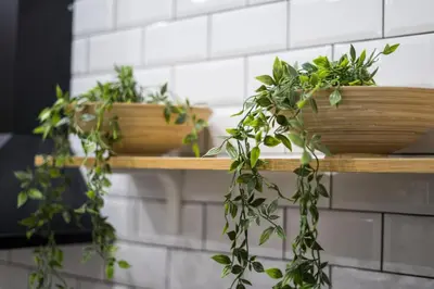 a wooden shelf with plants on a wall at Mousiko in Faliraki