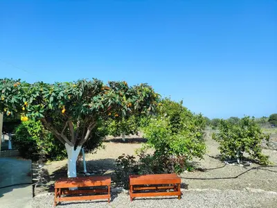 two benches in front of a citrus tree at Garden View Appartment (Thanasis) in Kalavárda